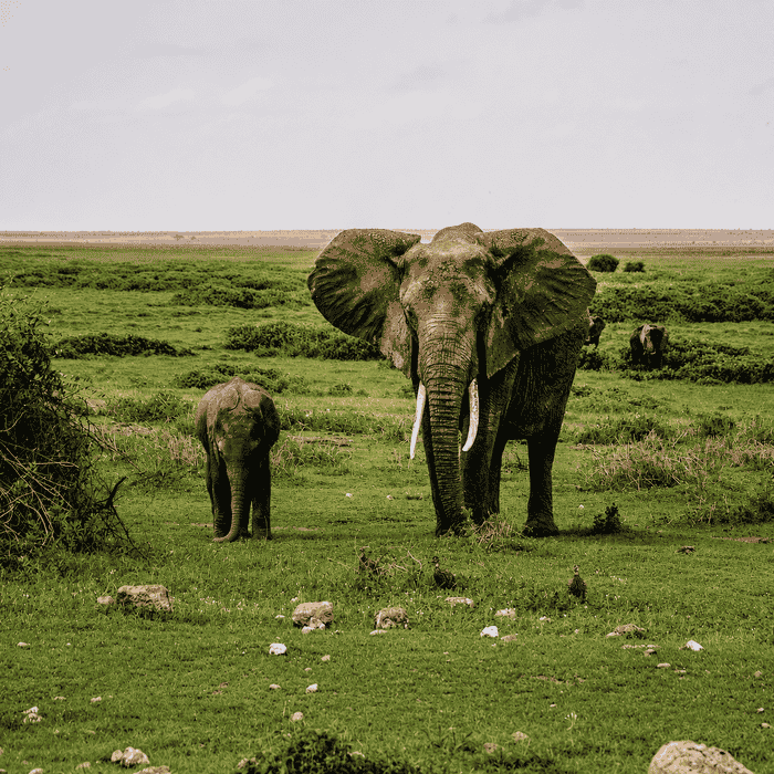 Kenya safaris
